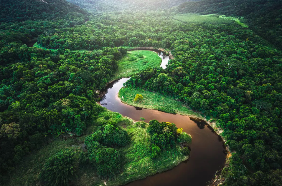 FG TRADE / GETTY IMAGES HP commits to support the reforestation of Brazil's threatened Atlantic Forest with the World Wildlife Fund.