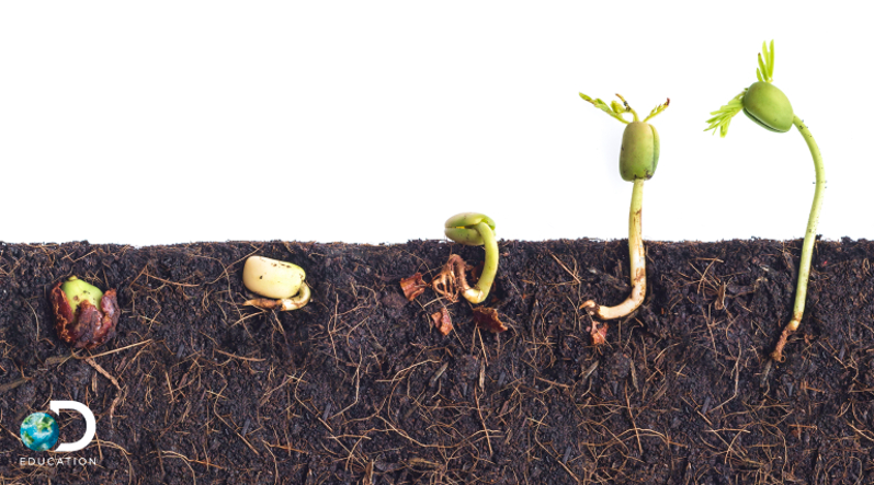 a progression photo of a seed turning into a plant