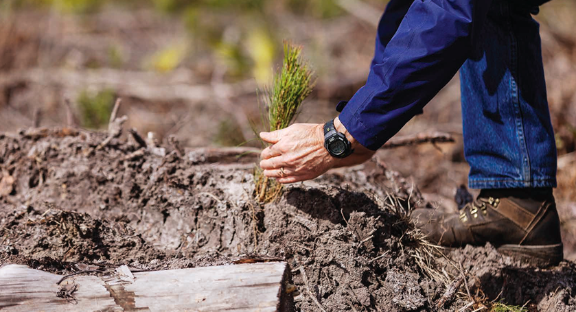 hands with a tree in dirt