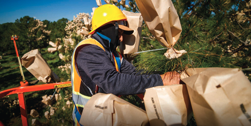 Controlled Pollination