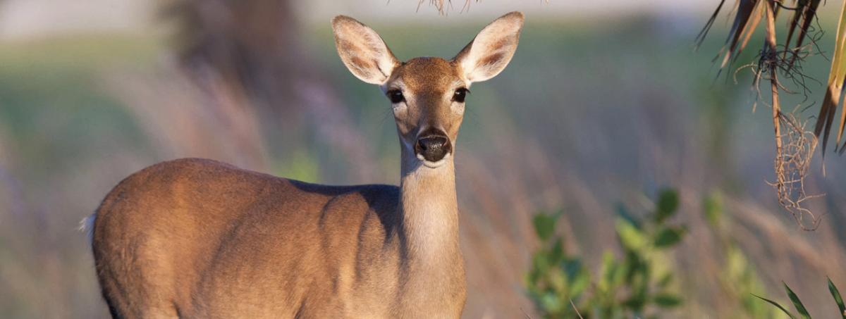 doe in a meadow