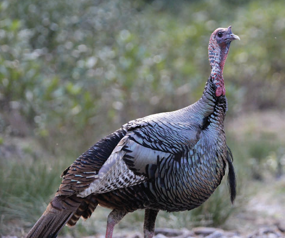 wild turkey