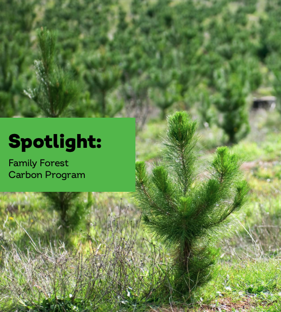 Young saplings with the text "Spotlight: Family Forest Carbon Program" superimposed