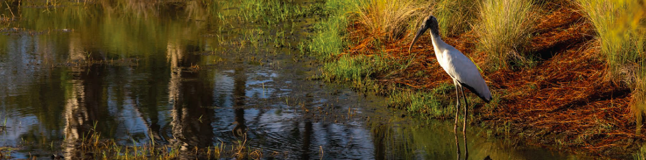 a crane (bird) wading in a wetland area