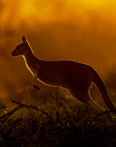 Kangaroo