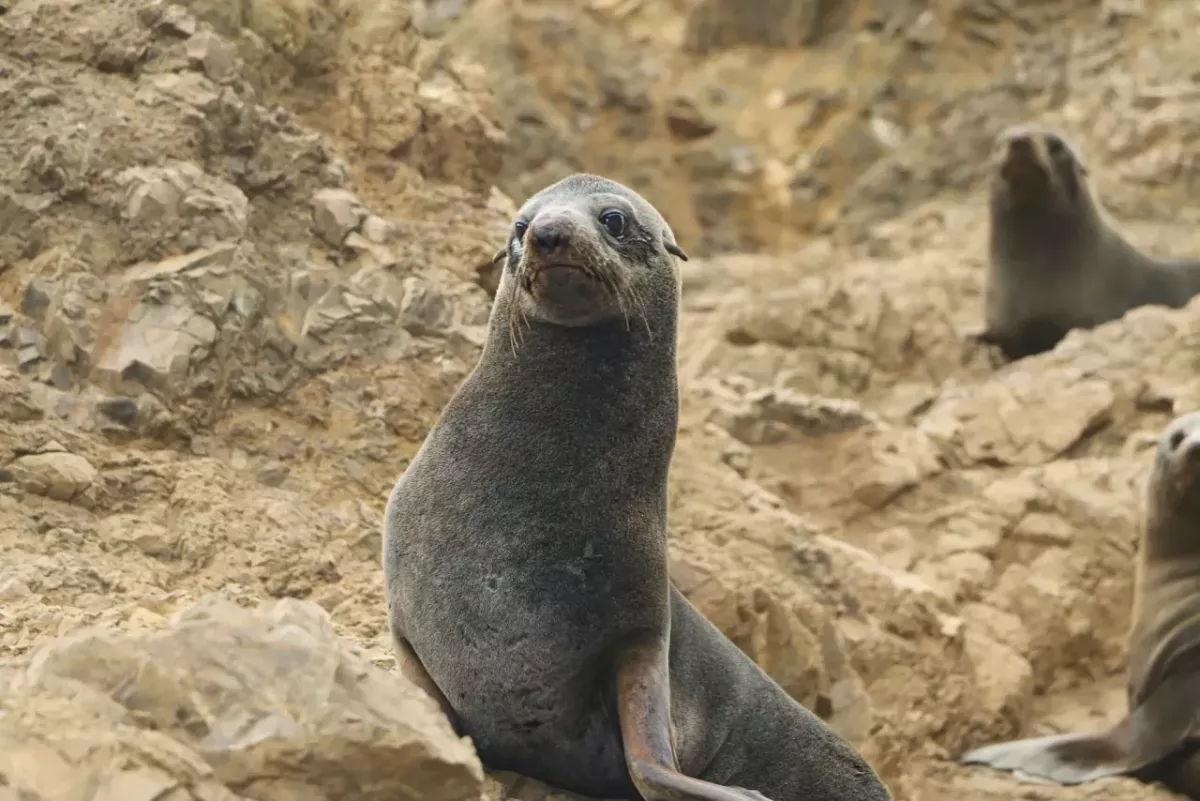 A seal on the rocks 