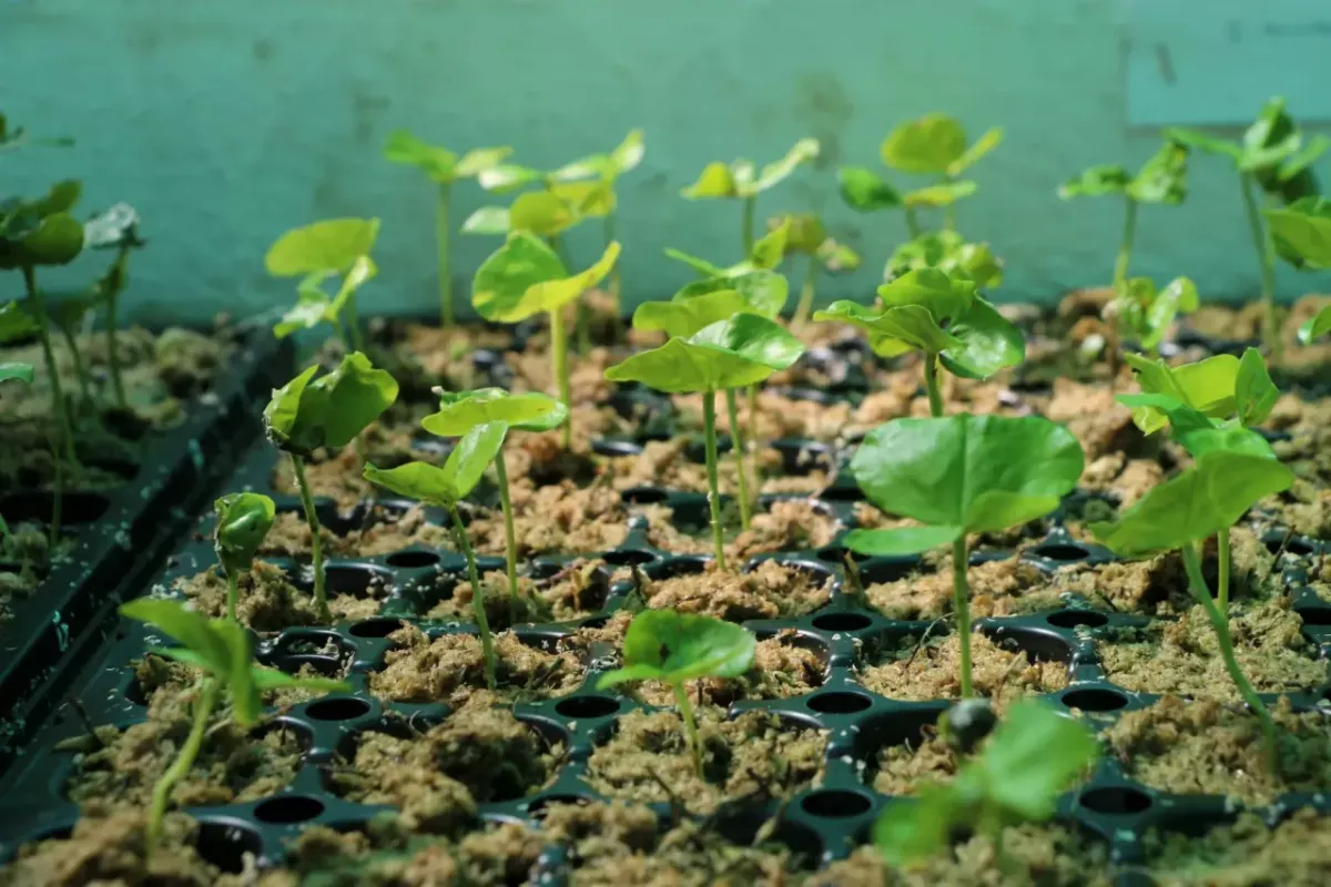 Seedlings 