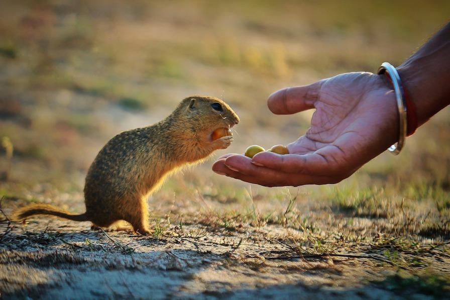 Sustainability; First Place: Dhanesh Hari, India; Coexistence with other creatures: Nurturing harmony and conservation.