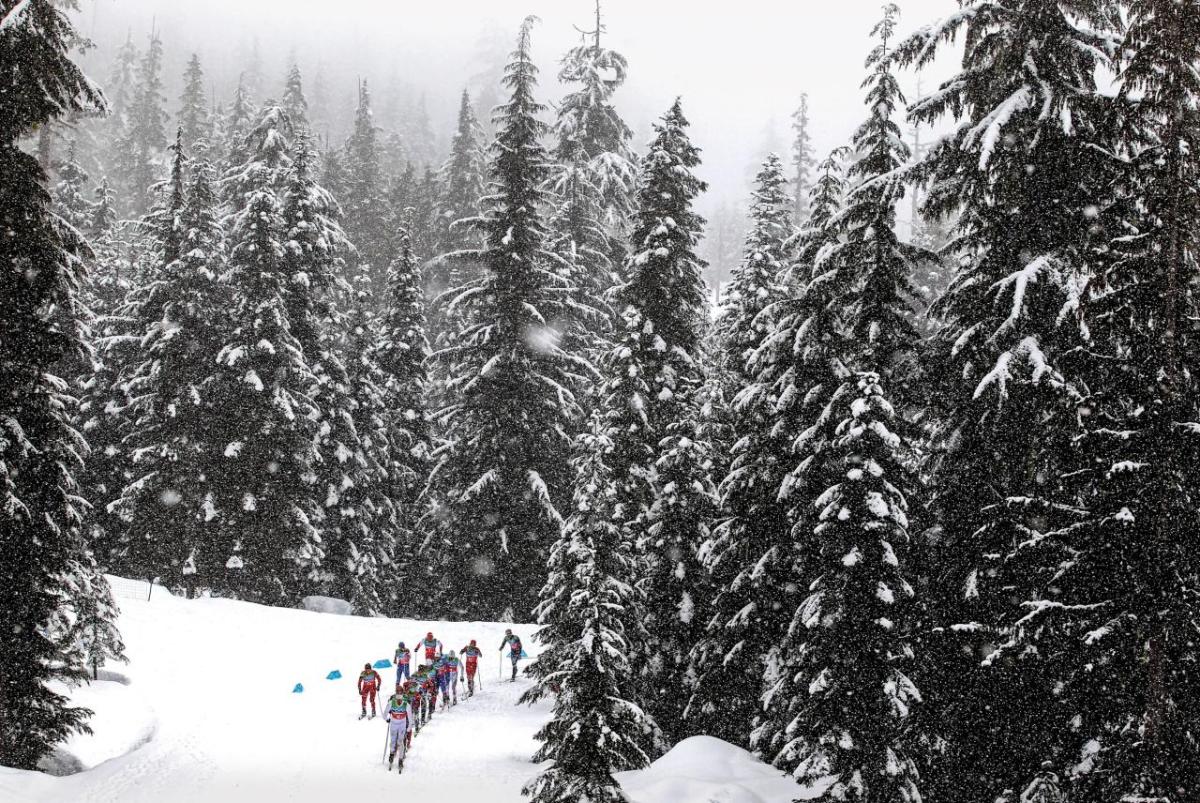 Skiers going past snowy trees