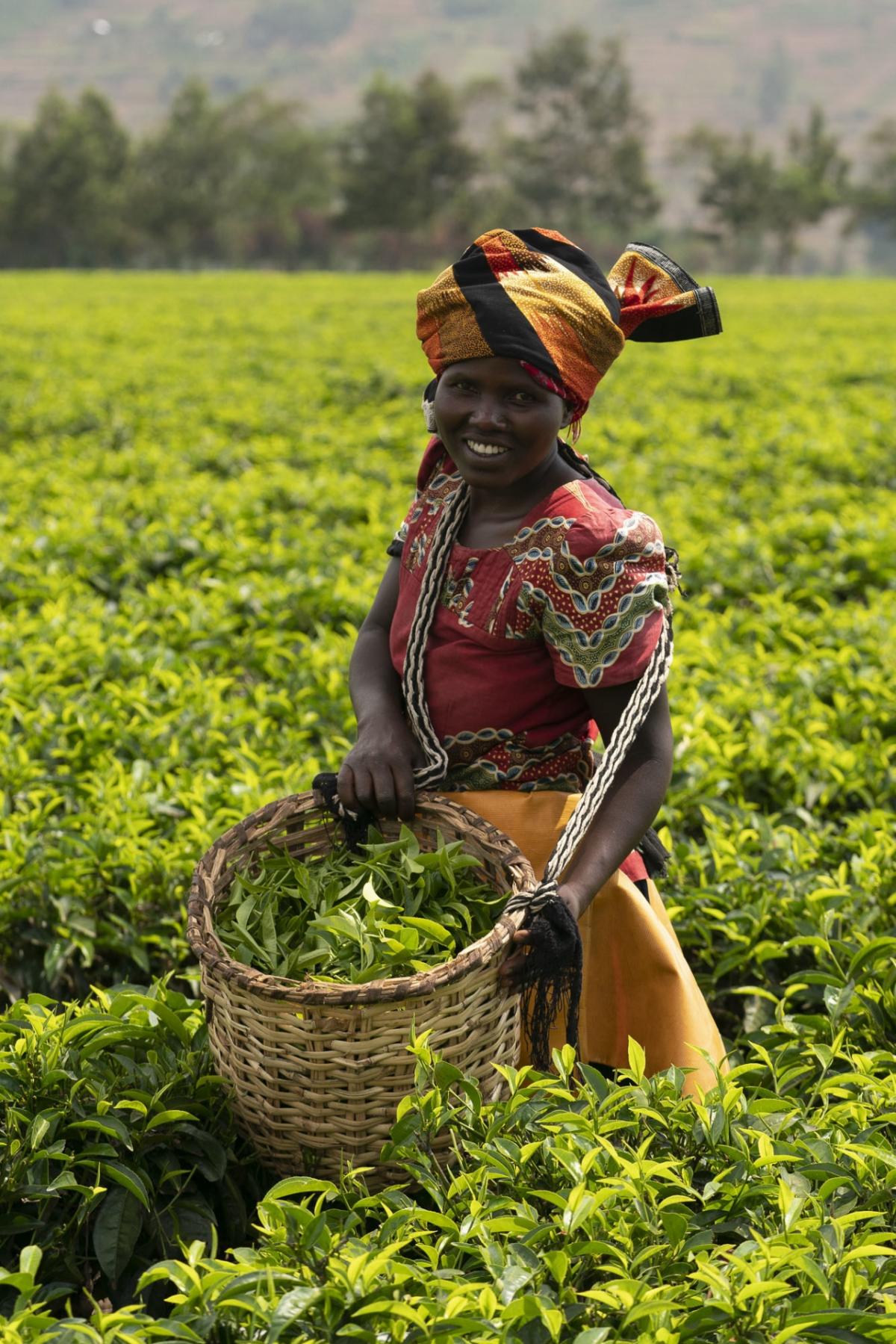Kroger visits the Fair Trade Certified Sorwathe Tea Estate in Rwanda for Women's History Month to meet the inspiring women behind its Simple Truth Organic Chai and Simple Truth Earl Grey Black Tea.