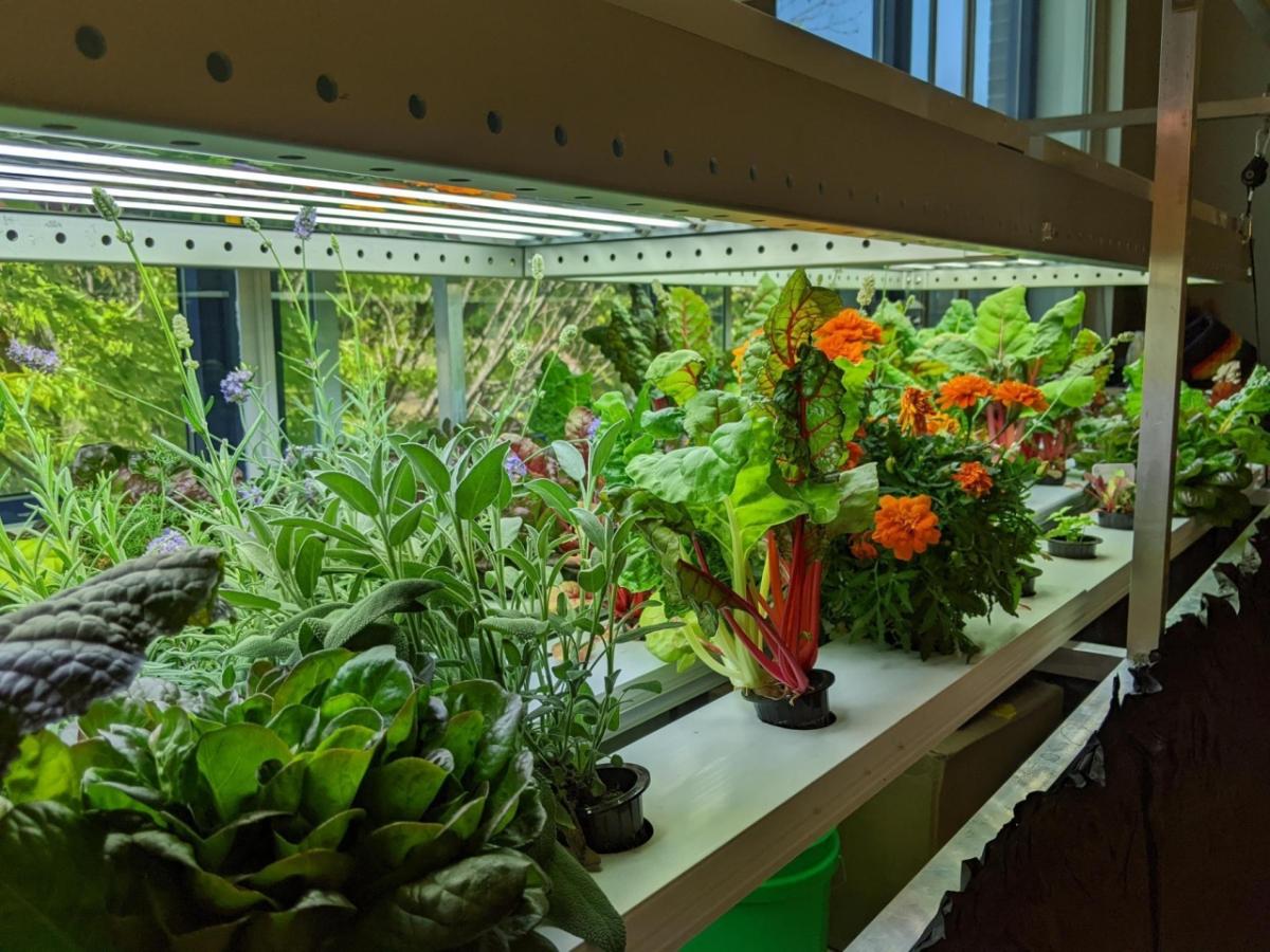 Growing underneath a lit up hydroponic garden system are marigolds, chard, lettuce, and lavender.