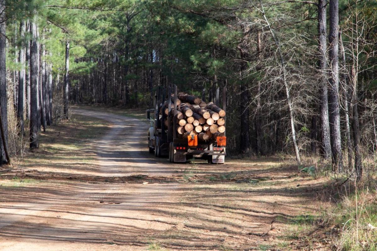 Truck filled with timber