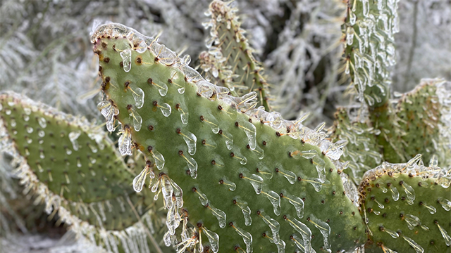 Cactus plants with frost. 
