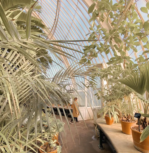 Storme in a greenhouse.