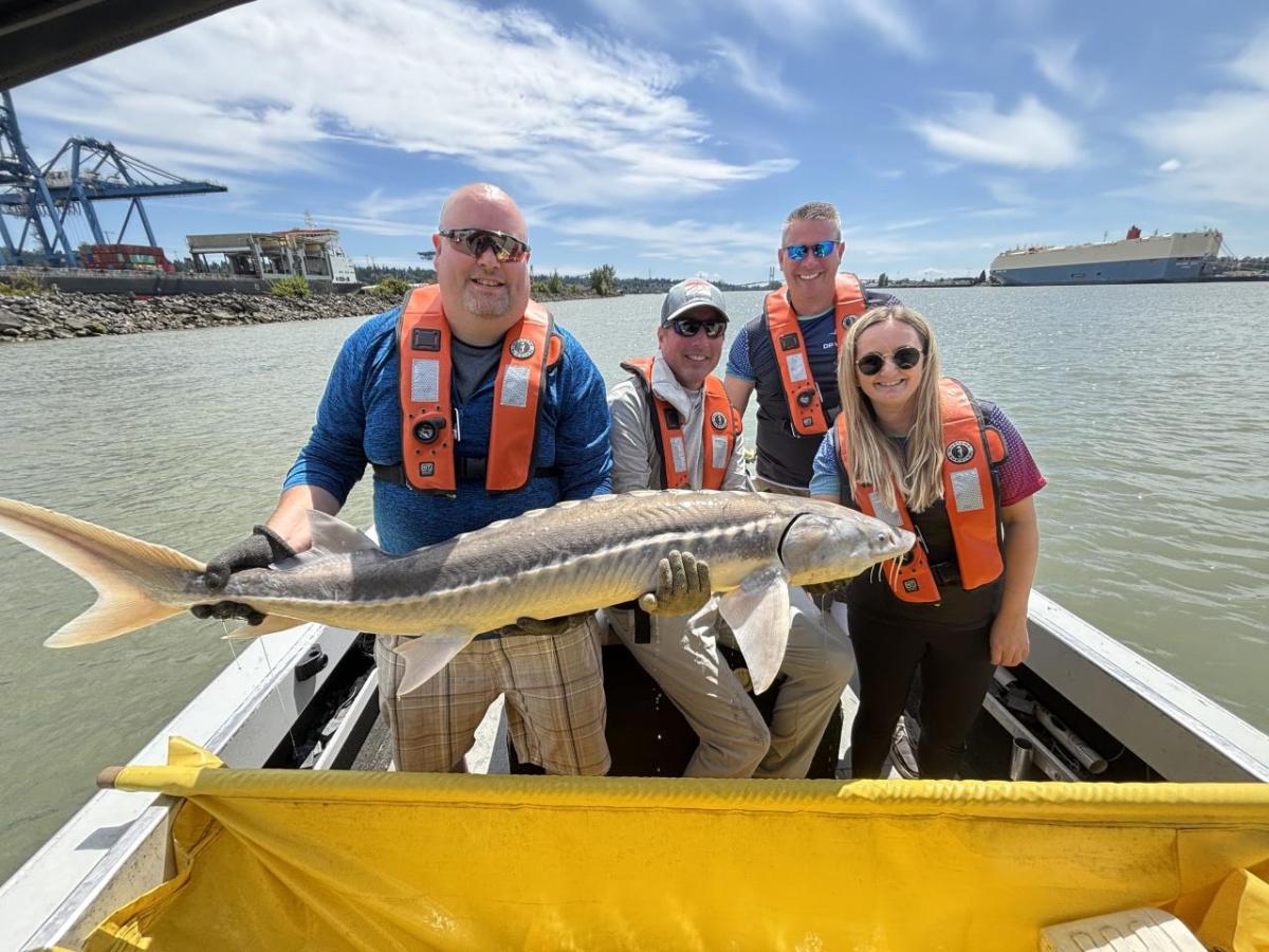 Four DP World volunteers on a boat holding a large white sturgeon during a juvenile assessment and tagging session on the Fraser River.
