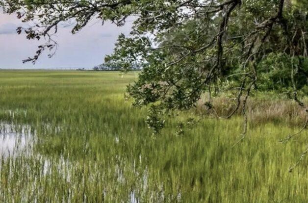 marshland
