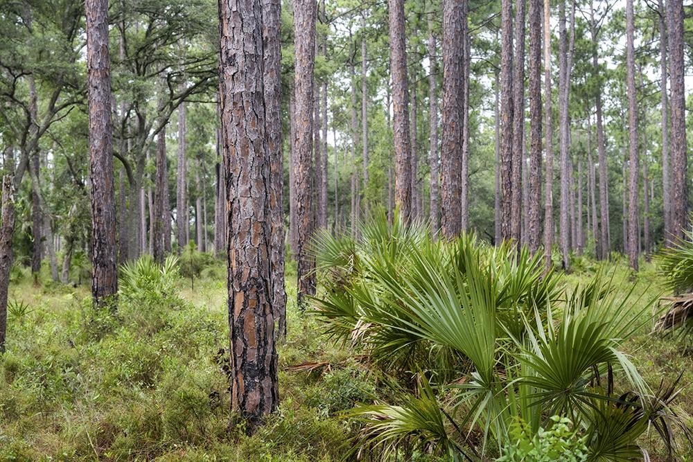 Southern pine forest