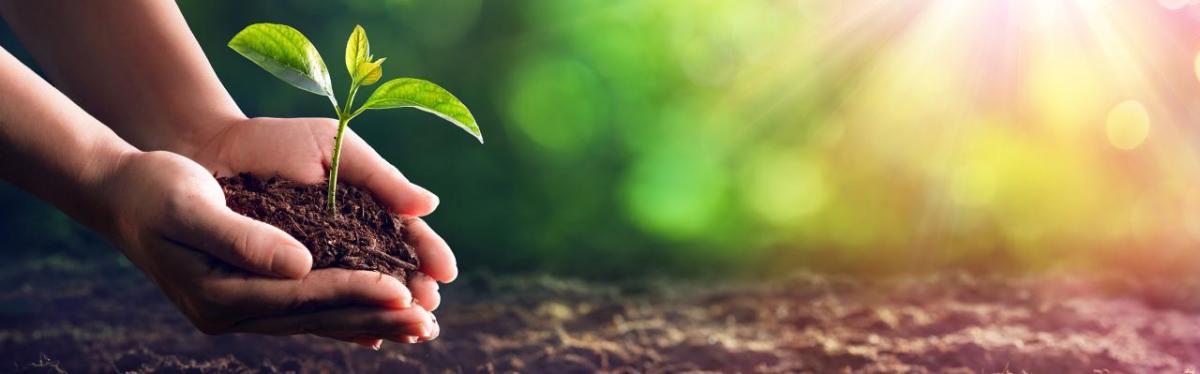 A person holding seedling 