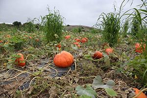 Pumpkin patch at Tanaka Farms.