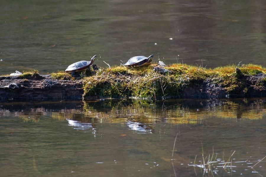 turtles