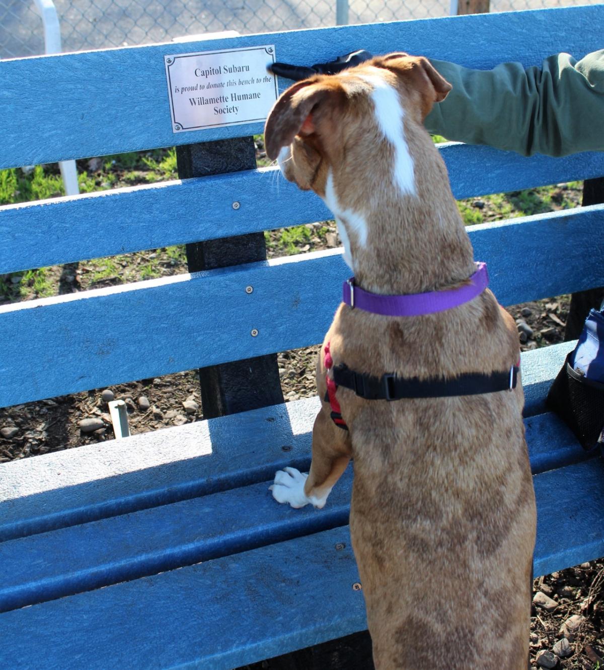 In partnership with TerraCycle and Subaru retailers, the automaker has recycled over two million pieces of waste since April 2018. Collected waste is turned into high-quality recycled products, like park benches and donated to Subaru community partners. In Salem, Oregon, Capitol Subaru donated a recycled bench to Willamette Humane Society for volunteers and staff to sit while dogs play in the shelter’s yard. Photo credit: Willamette Humane Society.