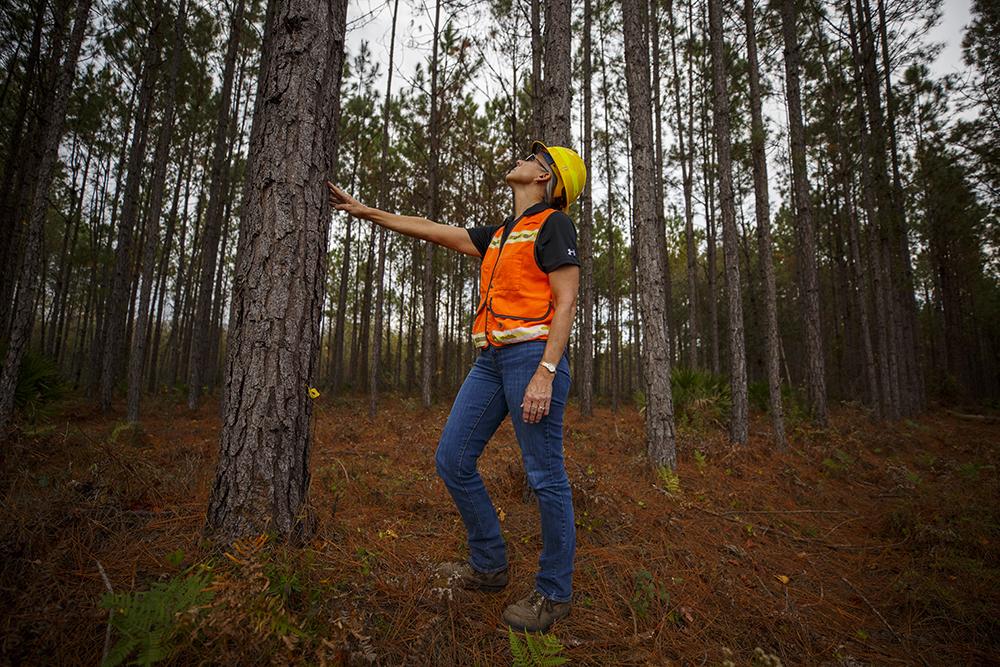 Terri looks to the top of a tall pine tree. Her right hand on it.