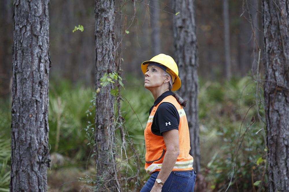 Terri looking up at a tall pine tree.