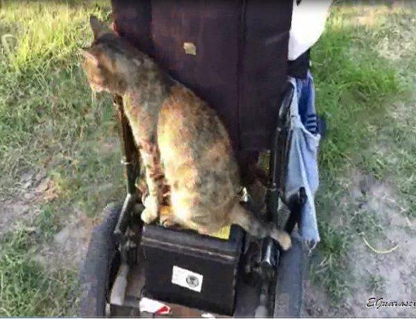 Tete rescuing a cat by wheelchair