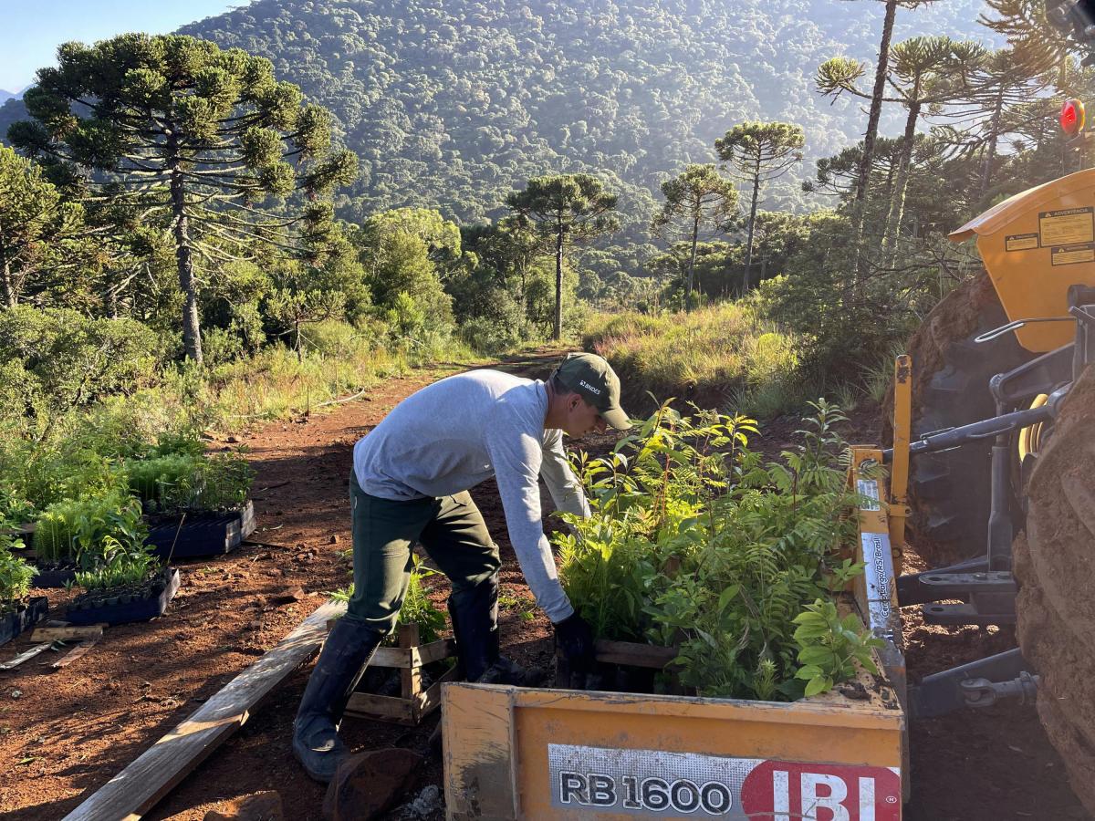 person working with plants