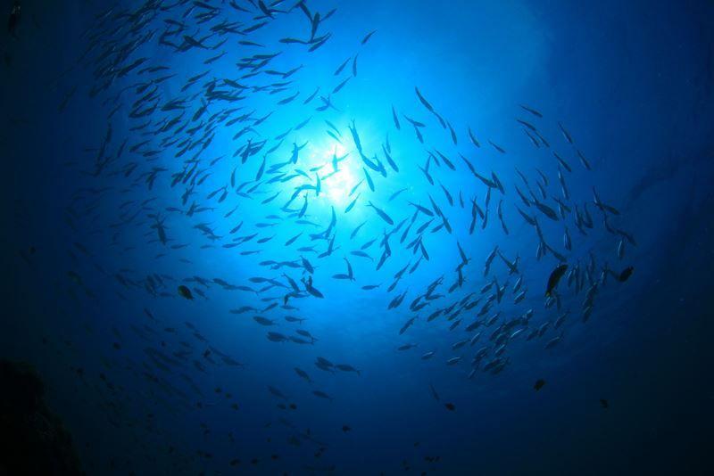 Under the sea view looking up at fish 
