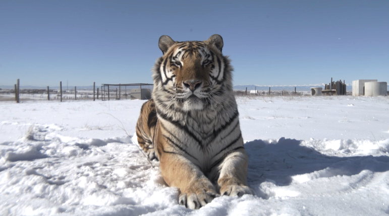 tiger