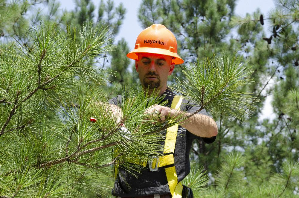 Person doing work on a tree