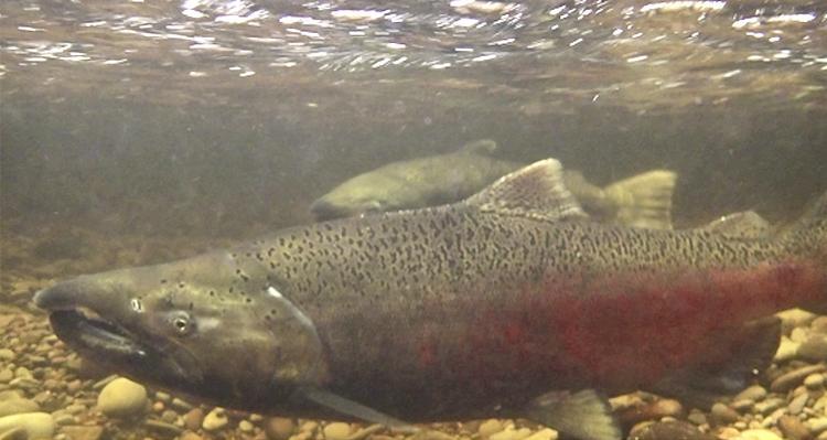 Salmon habitat