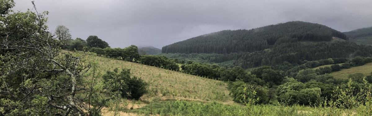 Image courtesy of The Carbon Community Landscape view of a forest with parts being newly planted.
