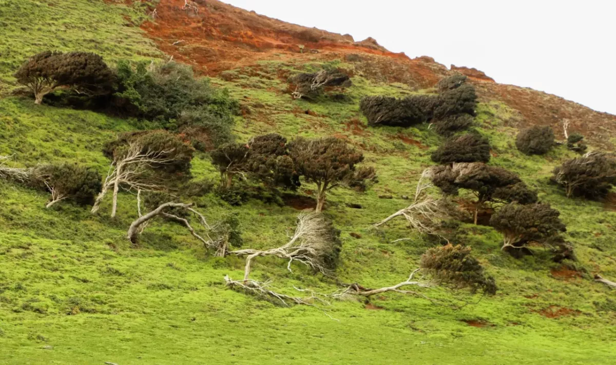 Land with damaged trees