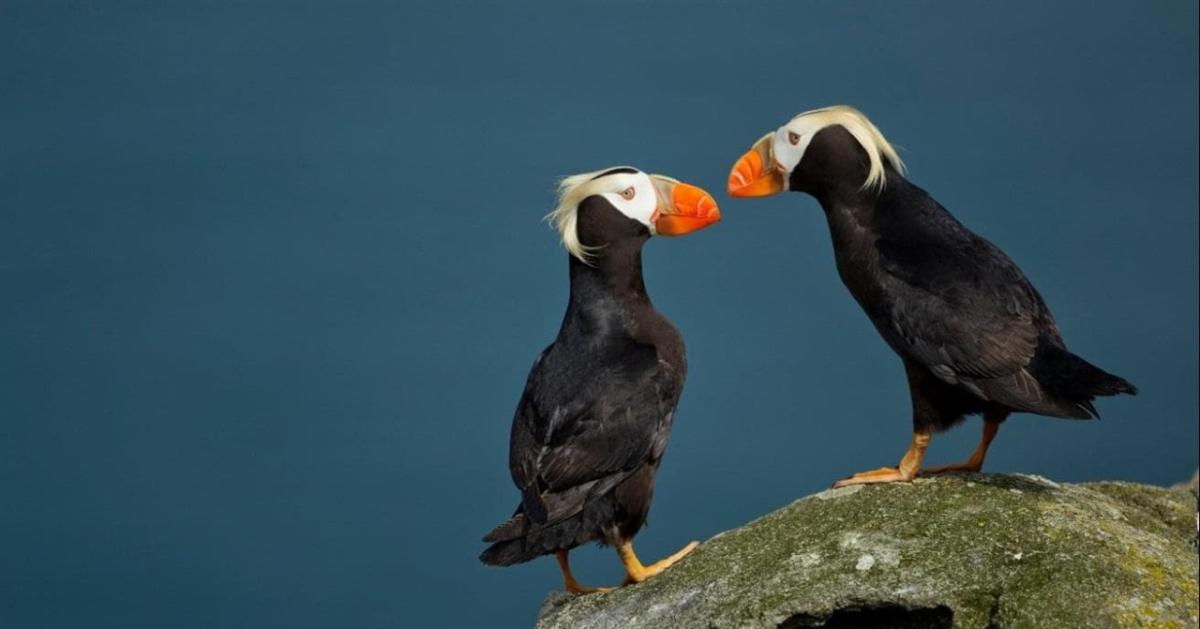 Trufted Puffins