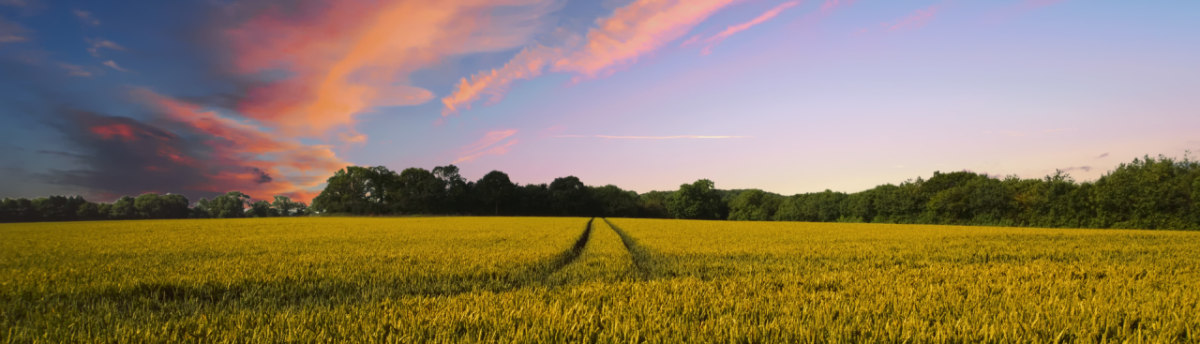 Field with sunset