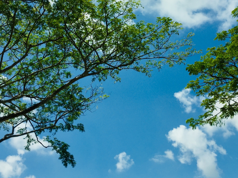 View of sky interlaced with tree branches