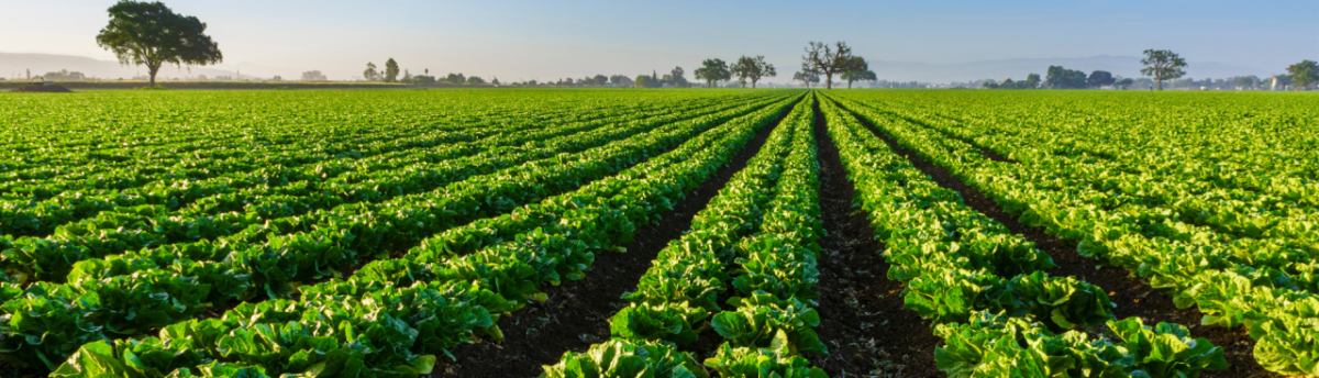 fields of crops