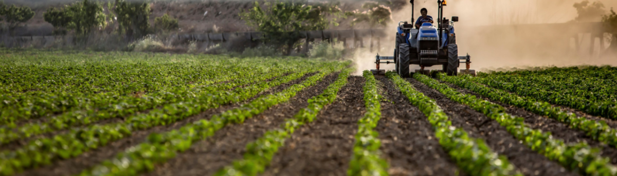 farmer's field