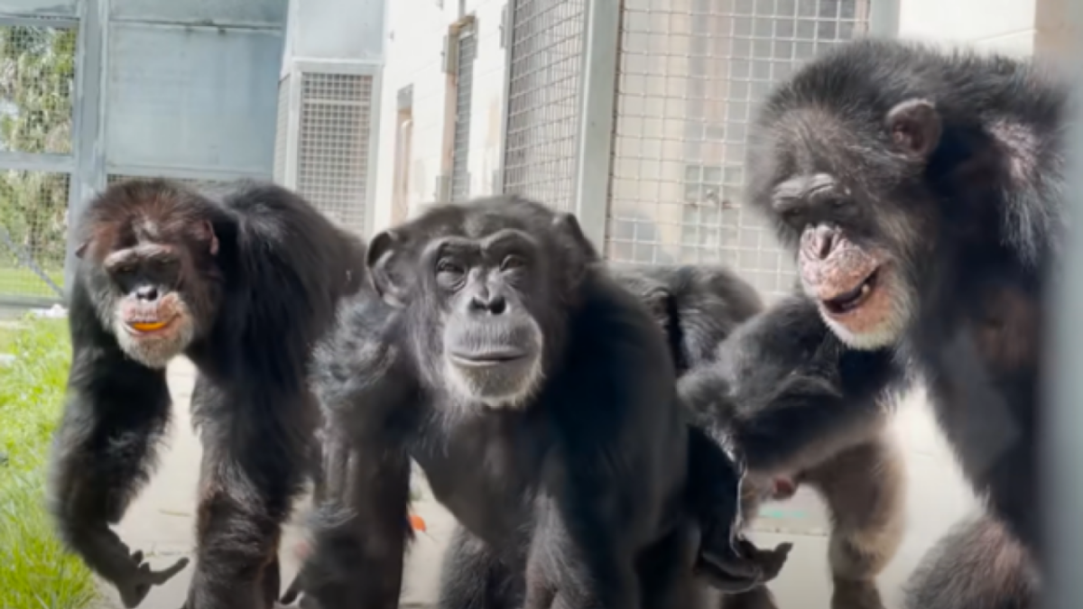 Three chimps smiling