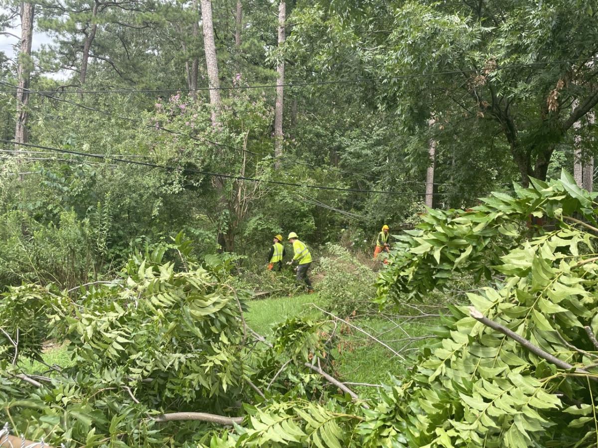 Workers cutting back brush