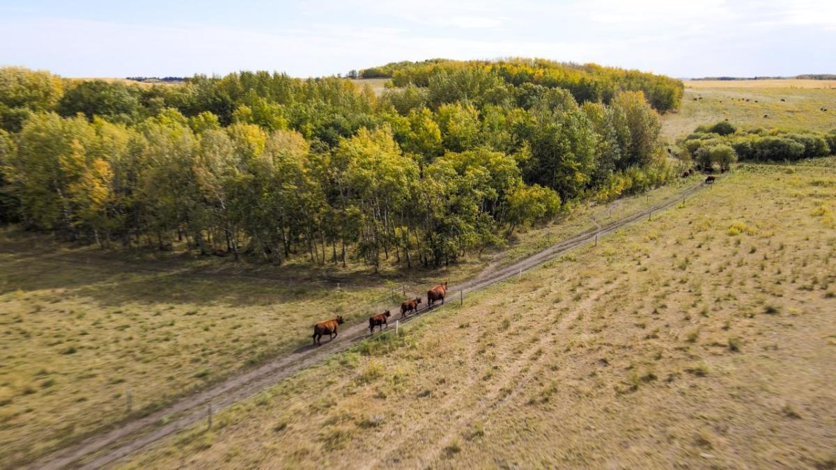 Mature trees border the pasture.