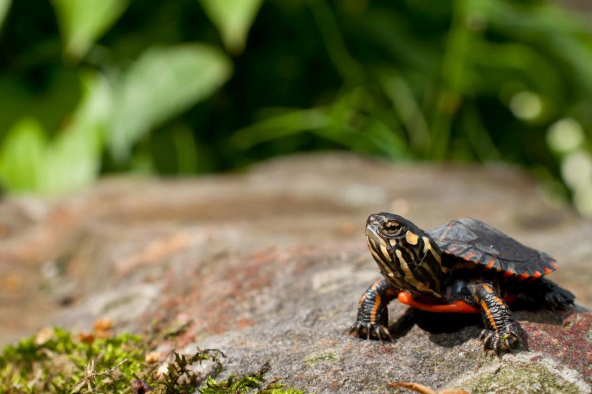 An eastern painted turtle sits on a rock