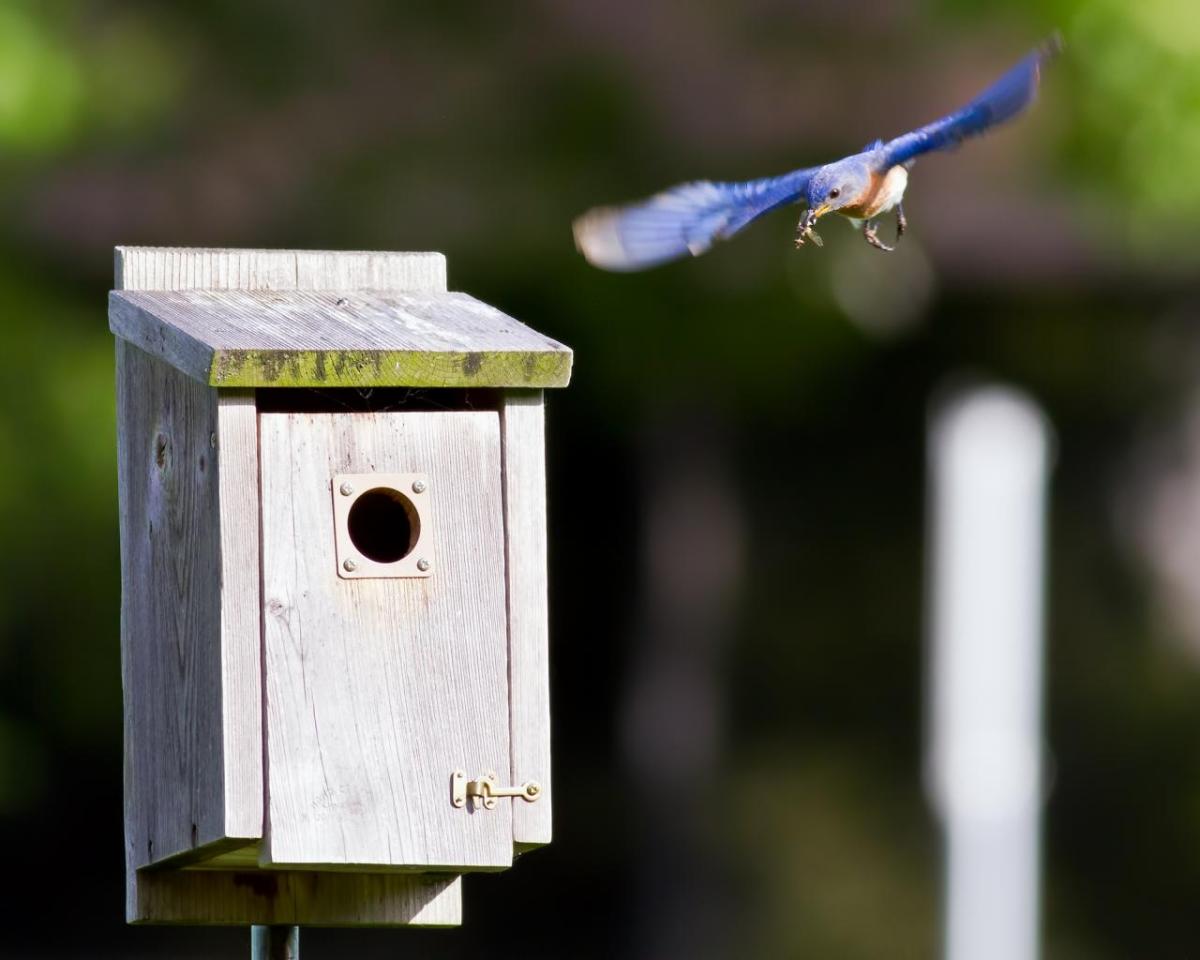 Bluebird flying to a bird box
