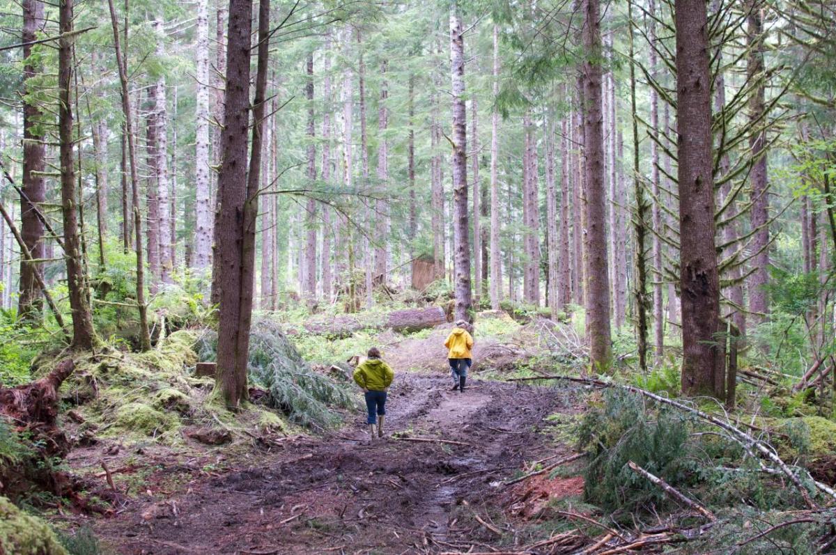 Two people walking in a dense woods.