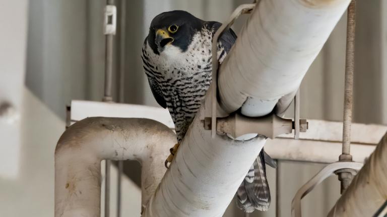 Watchful parent during the reunification (PHS/SPCA)