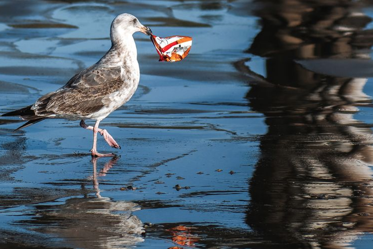 Seagull with trash in mouth