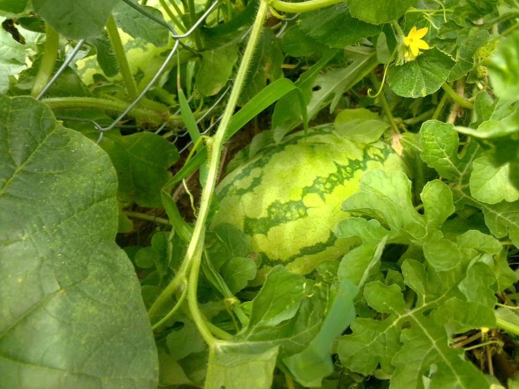 Watermelons are just one of the many fruits and vegetables that farmers are growing with Action Against Hunger.