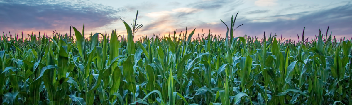 corn field